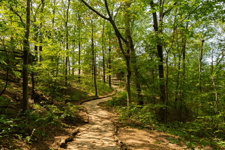 walking trail in the woods with lots of trees 